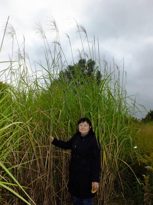 Miscanthus giganteus з культури in vitro (п’ять років вегетації) Miscanthus giganteus з культури in vitro (п’ять років вегетації)