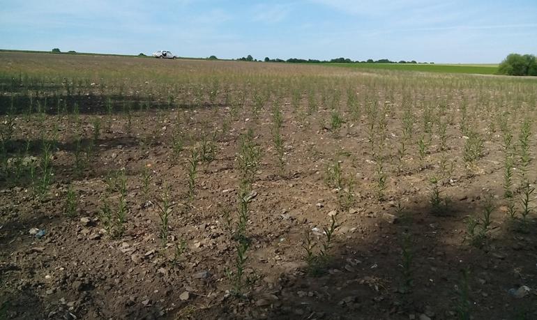 Розвиток енергетичної верби (22.06.2017 р.) Розвиток енергетичної верби (22.06.2017 р.)