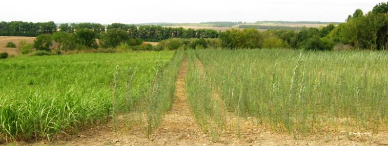 Розвиток міскантусу і енергетичної верби (05.09.2017 р.) Розвиток міскантусу і енергетичної верби (05.09.2017 р.)
