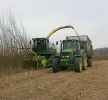 Збор енергетичної верби