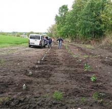 Створення першої промислової плантації павловнії