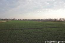 Дослідне поле Інституту